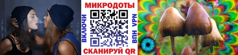 Псилоцибиновые грибы Psilocybine cubensis Томск